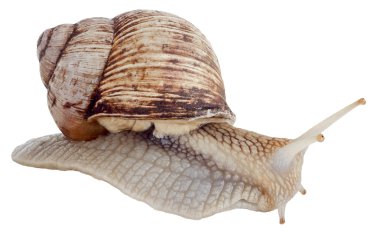 salyangoz beyaz