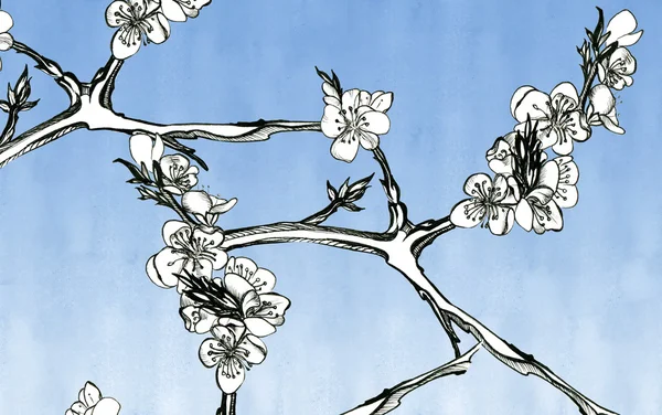 Virágok a kajszibarack, a kék ég háttér, grafikus — Stock Fotó