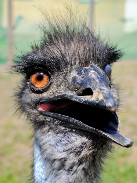 Silly ostrich — Stock Photo, Image