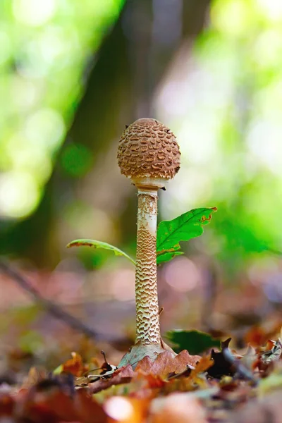Грибы-зонтики (Macrolepiota procera) в лесу — стоковое фото