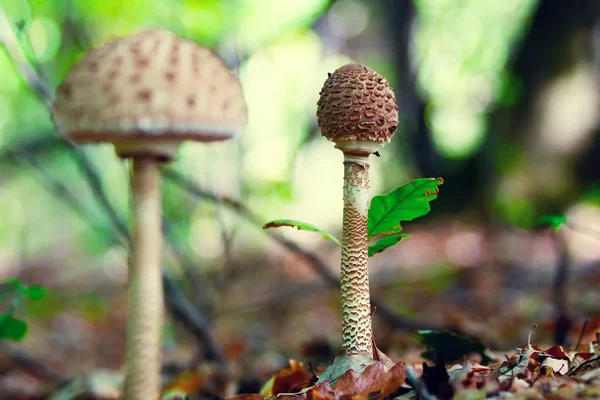 Грибы-зонтики (Macrolepiota procera) в лесу — стоковое фото