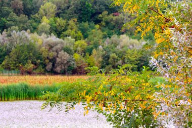 Bir göl kıyısında ormanında sonbahar