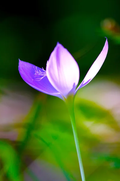 Colchicum autumnale, Outono Crocus — Fotografia de Stock