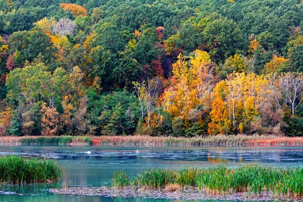 Осень в лесу на берегу озера — стоковое фото