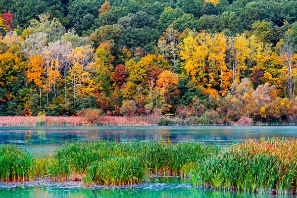 Outono na floresta na margem de um lago — Fotografia de Stock