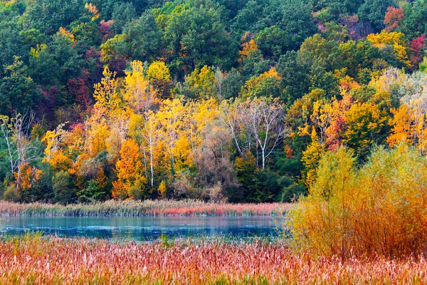 Bir göl kıyısında ormanında sonbahar — Stok fotoğraf