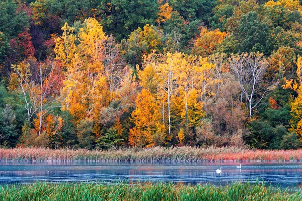 湖の岸辺の森の秋 — ストック写真