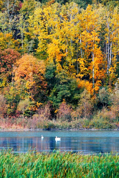 Herfst in het bos aan de oever van een meer — Stockfoto