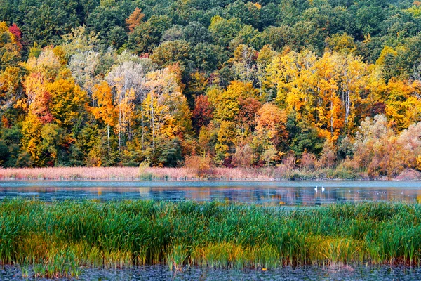 Jesień w lesie nad brzegiem jeziora — Zdjęcie stockowe