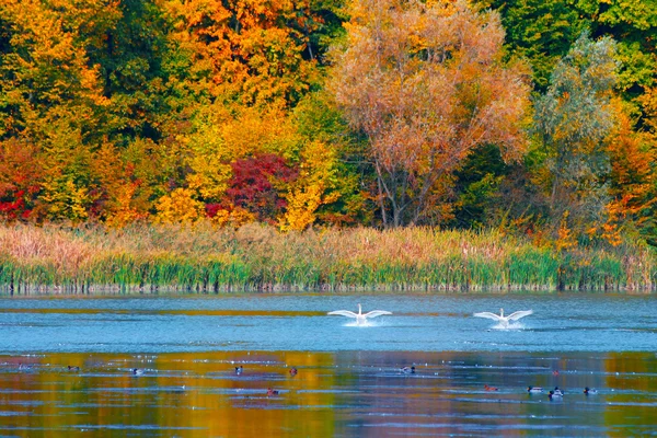 Automne dans la forêt au bord d'un lac — Photo