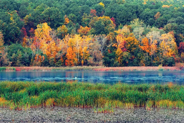 Outono na floresta na margem de um lago — Fotografia de Stock