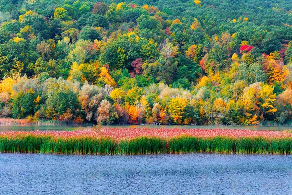 Jesień w lesie nad brzegiem jeziora — Zdjęcie stockowe