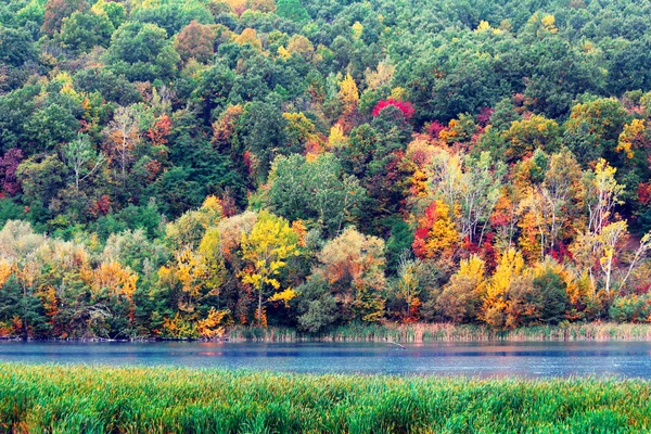 湖の岸辺の森の秋 — ストック写真