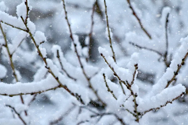 Ramo nevado no inverno — Fotografia de Stock