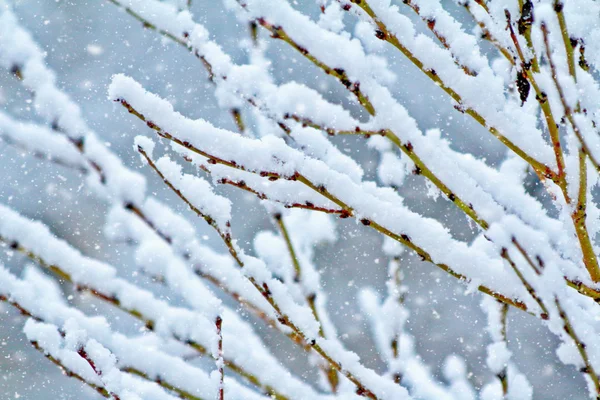 Besneeuwde tak in de winter — Stockfoto