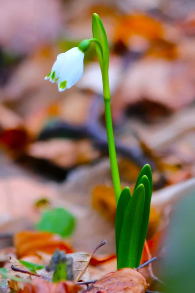 Frühling Schneeglöckchen Blumen blühen im wilden Wald — Stockfoto