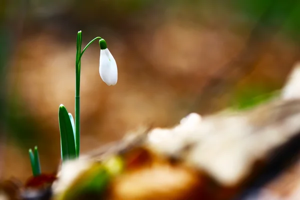 Snowdrop Lentebloemen bloeien in het wilde bos — Stockfoto