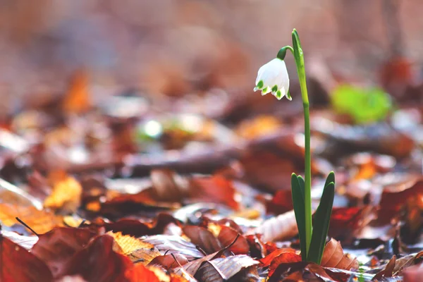 Frühling Schneeglöckchen Blumen blühen im wilden Wald — Stockfoto