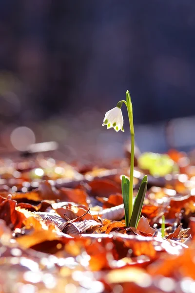 Snowdrop vårblommor blommar i vilda skogen — Stockfoto