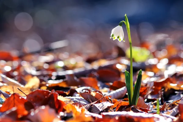 Primavera flores queda de neve florescendo na floresta selvagem — Fotografia de Stock