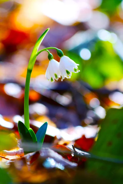 Spring snowdrop flowers blooming in the wild forest — Stock Photo, Image