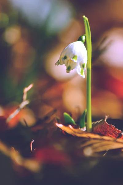 Snowdrop vårblommor blommar i vilda skogen — Stockfoto