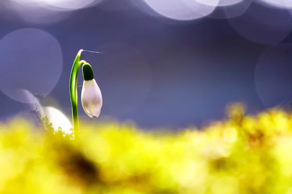 Snowdrop vårblommor blommar i vilda skogen — Stockfoto