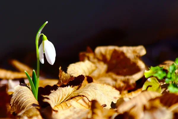 Frühling Schneeglöckchen Blumen blühen im wilden Wald — Stockfoto