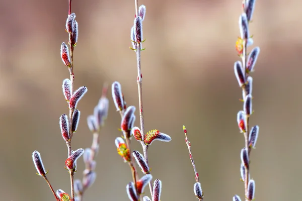 Galho de salgueiro de primavera florescente com botões de gatos — Fotografia de Stock