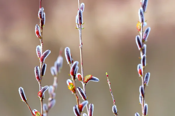 猫の芽柳の小枝を春開花 — ストック写真