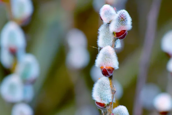 Galho de salgueiro de primavera florescente com botões de gatos — Fotografia de Stock