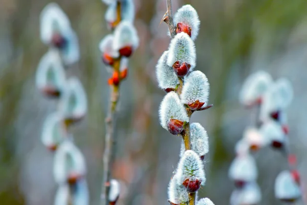 猫の芽柳の小枝を春開花 — ストック写真