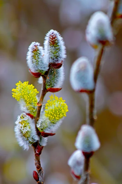 Brindille de saule printanière fleurie avec bourgeons de chats — Photo