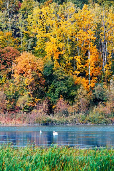 Herbst im Wald am Ufer eines Sees lizenzfreie Stockfotos