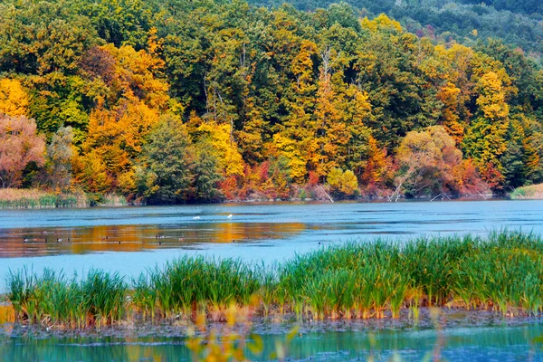 Herbst im Wald am Ufer eines Sees Stockbild