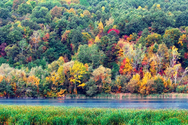 Herbst im Wald am Ufer eines Sees lizenzfreie Stockfotos