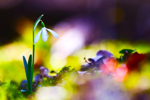 Snowdrop vårblommor blommar i vilda skogen Stockbild