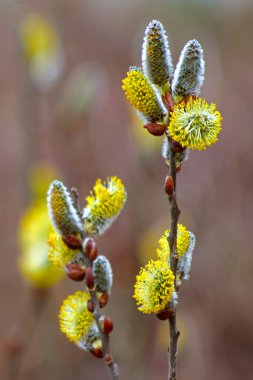 Willow dal kediler tomurcukları ile bahar çiçek açması