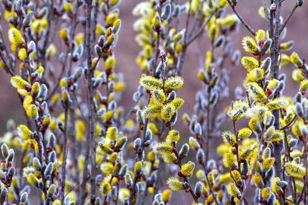 Brindille de saule printanière fleurie avec bourgeons de chats — Photo