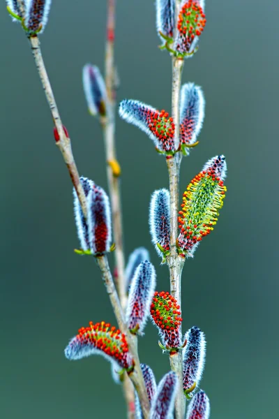 Galho de salgueiro de primavera florescente com botões de gatos — Fotografia de Stock