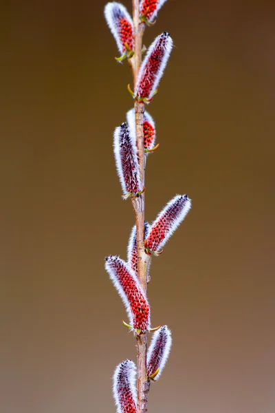 Blommande våren willow kvist med katter knoppar — Stockfoto