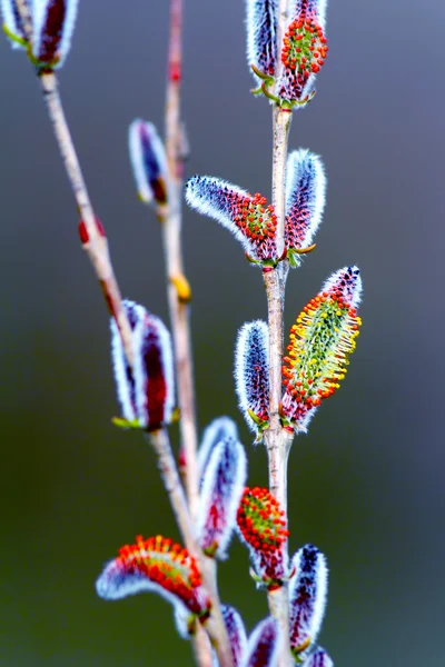 Galho de salgueiro de primavera florescente com botões de gatos — Fotografia de Stock