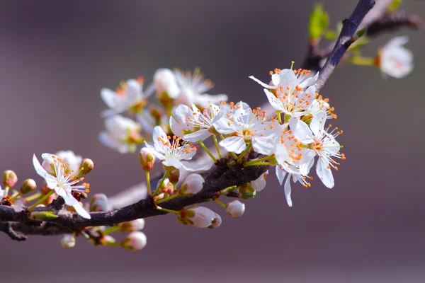 在春天盛开的樱桃梅花树 — 图库照片