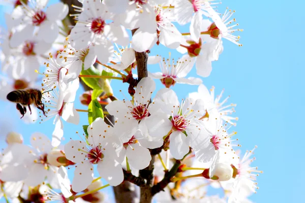 Ciruela de cerezo floreciente en primavera —  Fotos de Stock