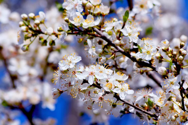 Bloeiende Kerspruim boom in het voorjaar — Stockfoto
