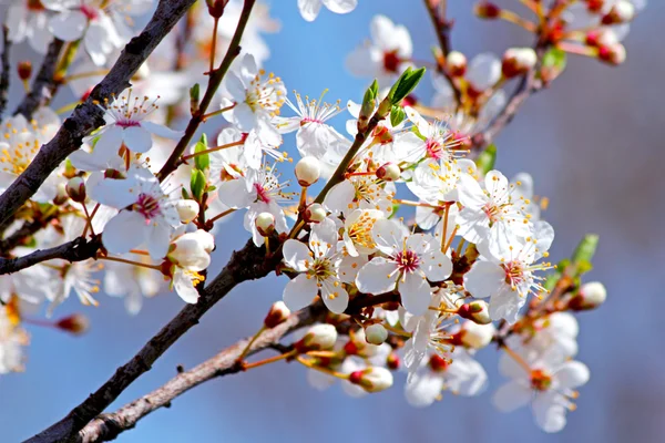 Prunier cerisier en fleurs au printemps — Photo