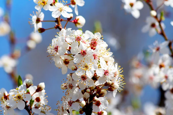 在春天盛开的樱桃梅花树 — 图库照片