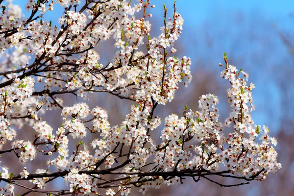 Prunier cerisier en fleurs au printemps — Photo