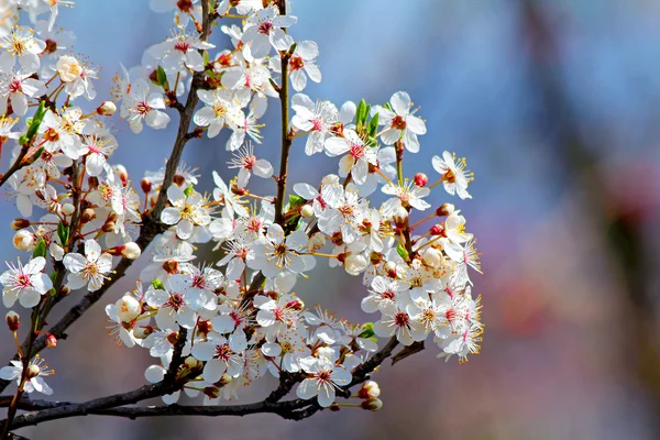 Prunier cerisier en fleurs au printemps — Photo