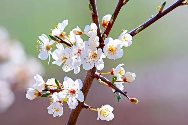 Blomstrende kirsebær blomme træ i foråret - Stock-foto